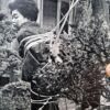 KItan Club 1965 01 8